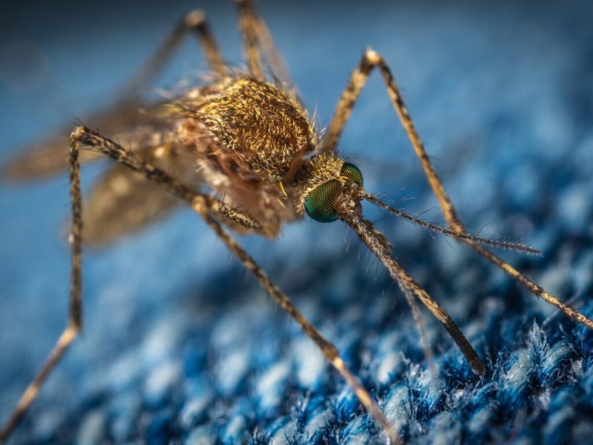 brown mosquito
