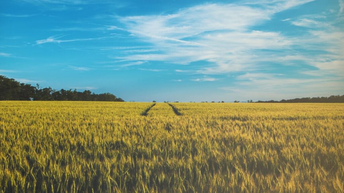 landscape photography of grass field