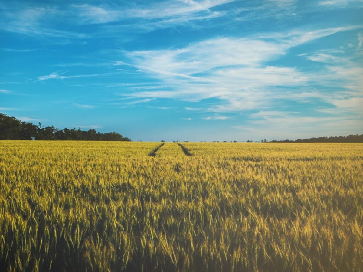 landscape photography of grass field