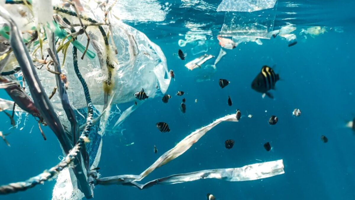 school of fish in water