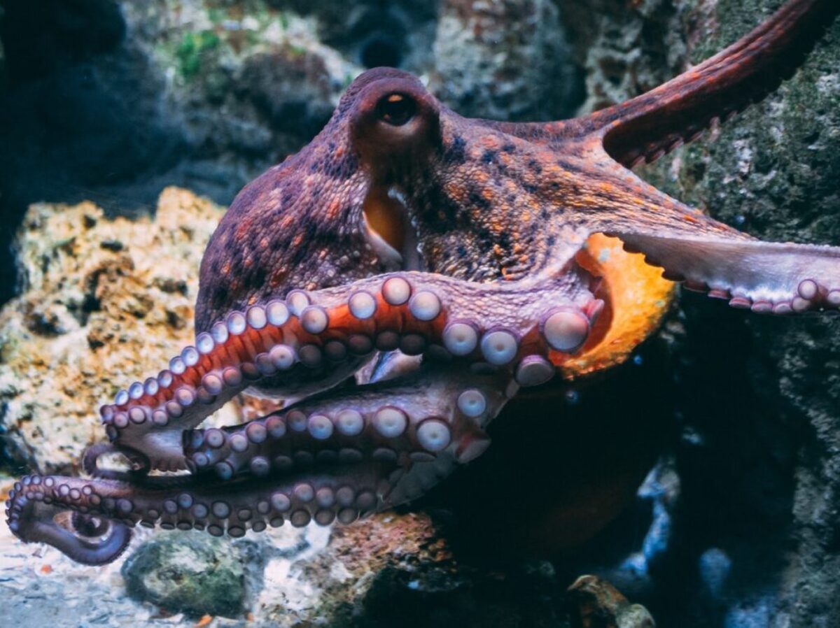 brown and black dragon in water
