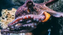 brown and black dragon in water