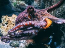 brown and black dragon in water