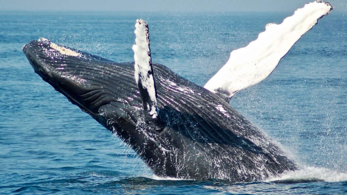 blue whale on sea