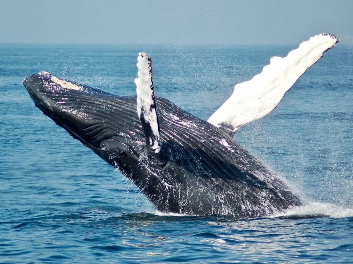blue whale on sea