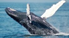blue whale on sea