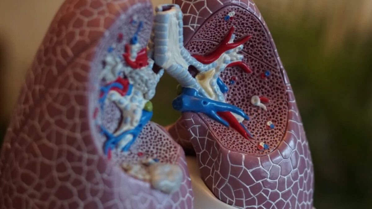 selective focus photography of anatomy lungs