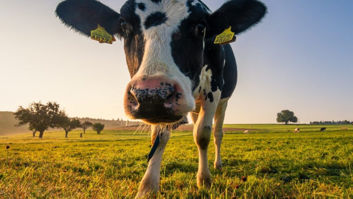 black and white cow on green grass field during daytime