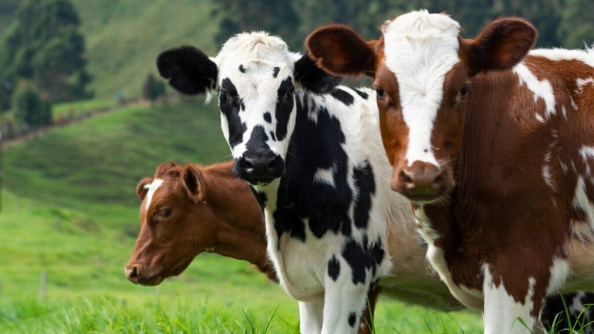 brown and white cow on green grass field during daytime