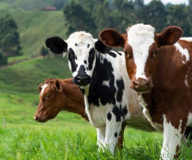 brown and white cow on green grass field during daytime