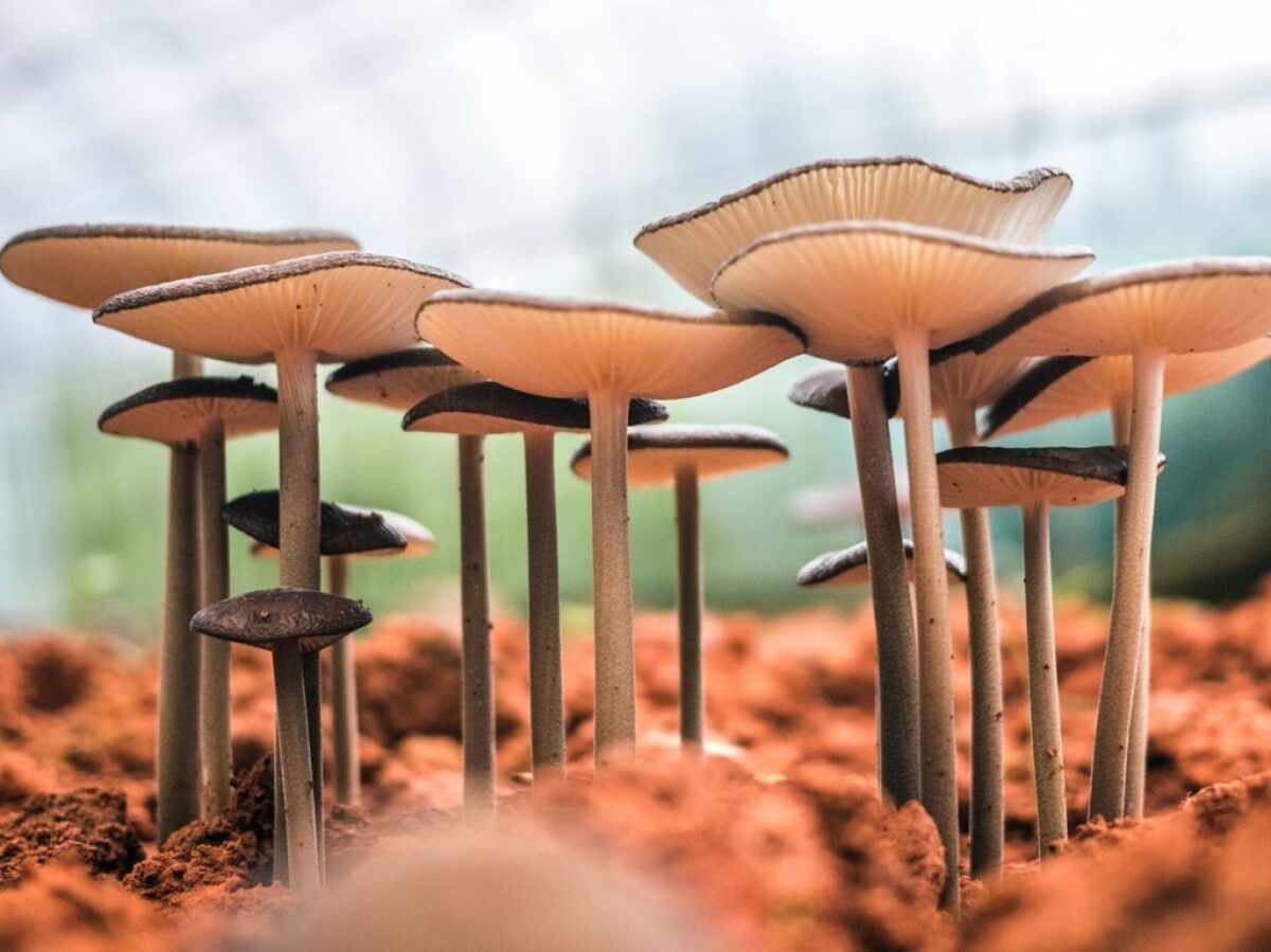 white mushroom bloom during daytime close-up photo