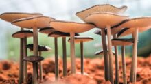 white mushroom bloom during daytime close-up photo