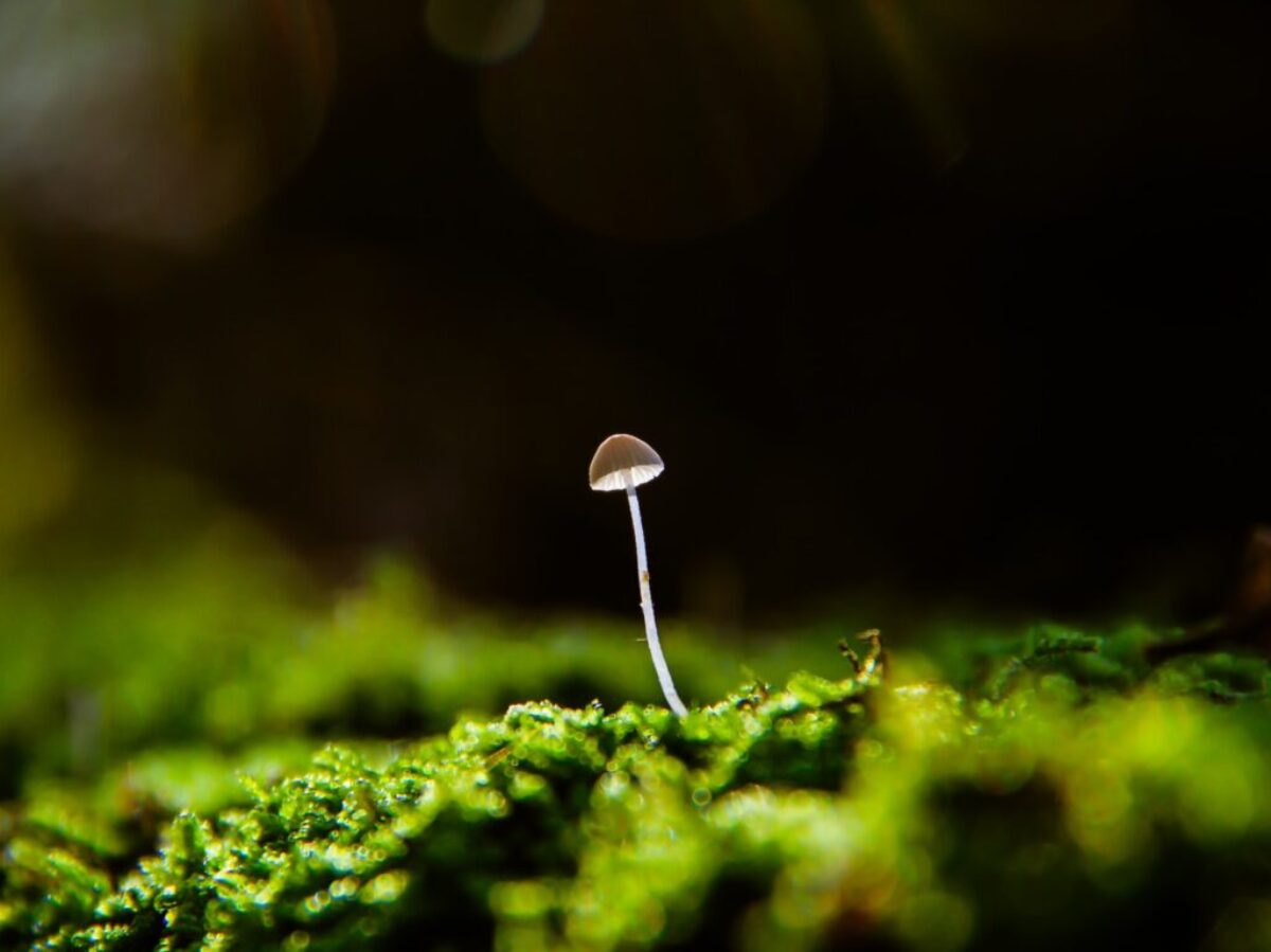 white mushroom on green moss