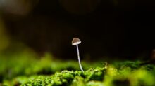 white mushroom on green moss