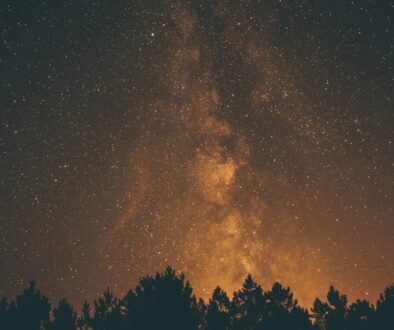silhouette photography of trees and sky