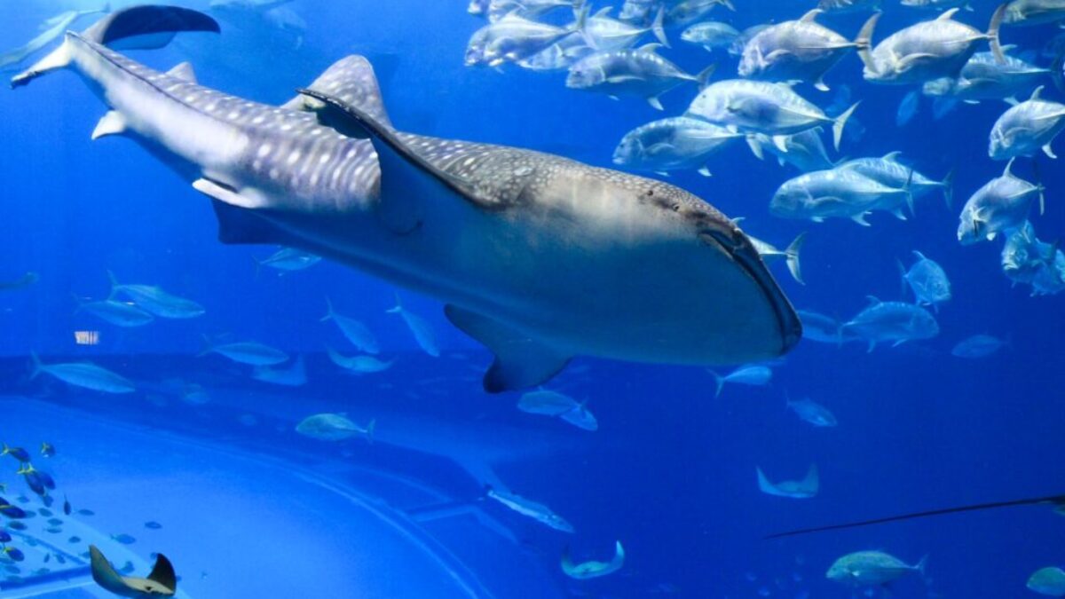 grey whale underwater photography