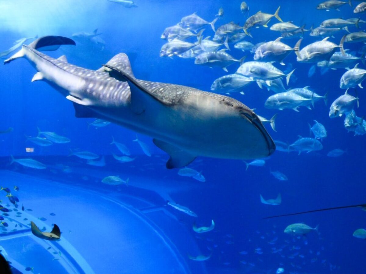 grey whale underwater photography