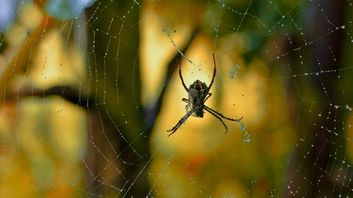 brown spider on spider web