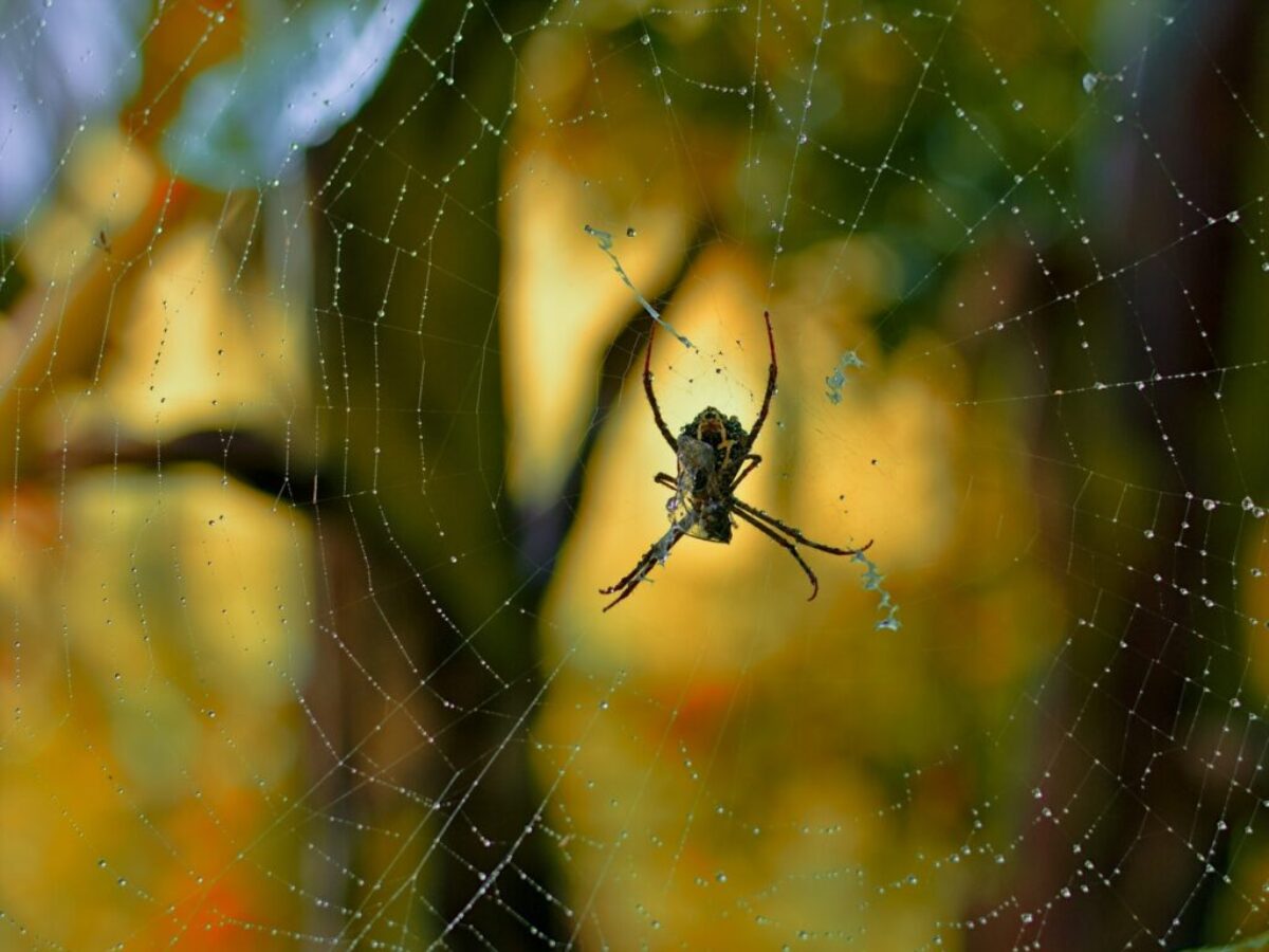 brown spider on spider web