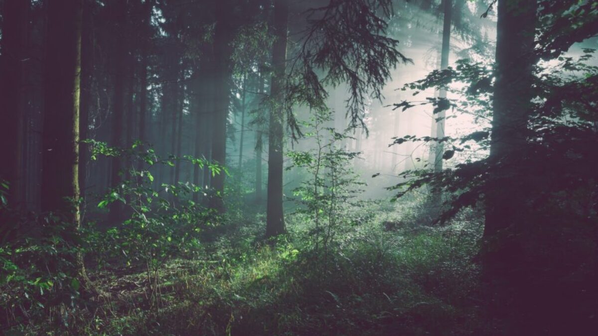 trees on forest with sun rays