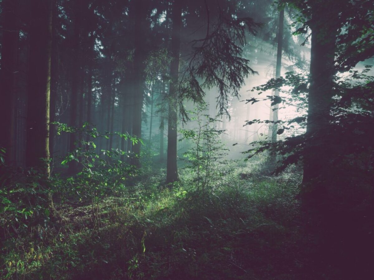 trees on forest with sun rays