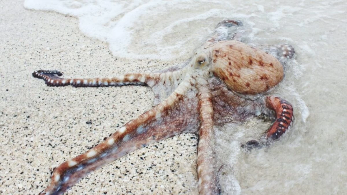 brown octopus on seashore