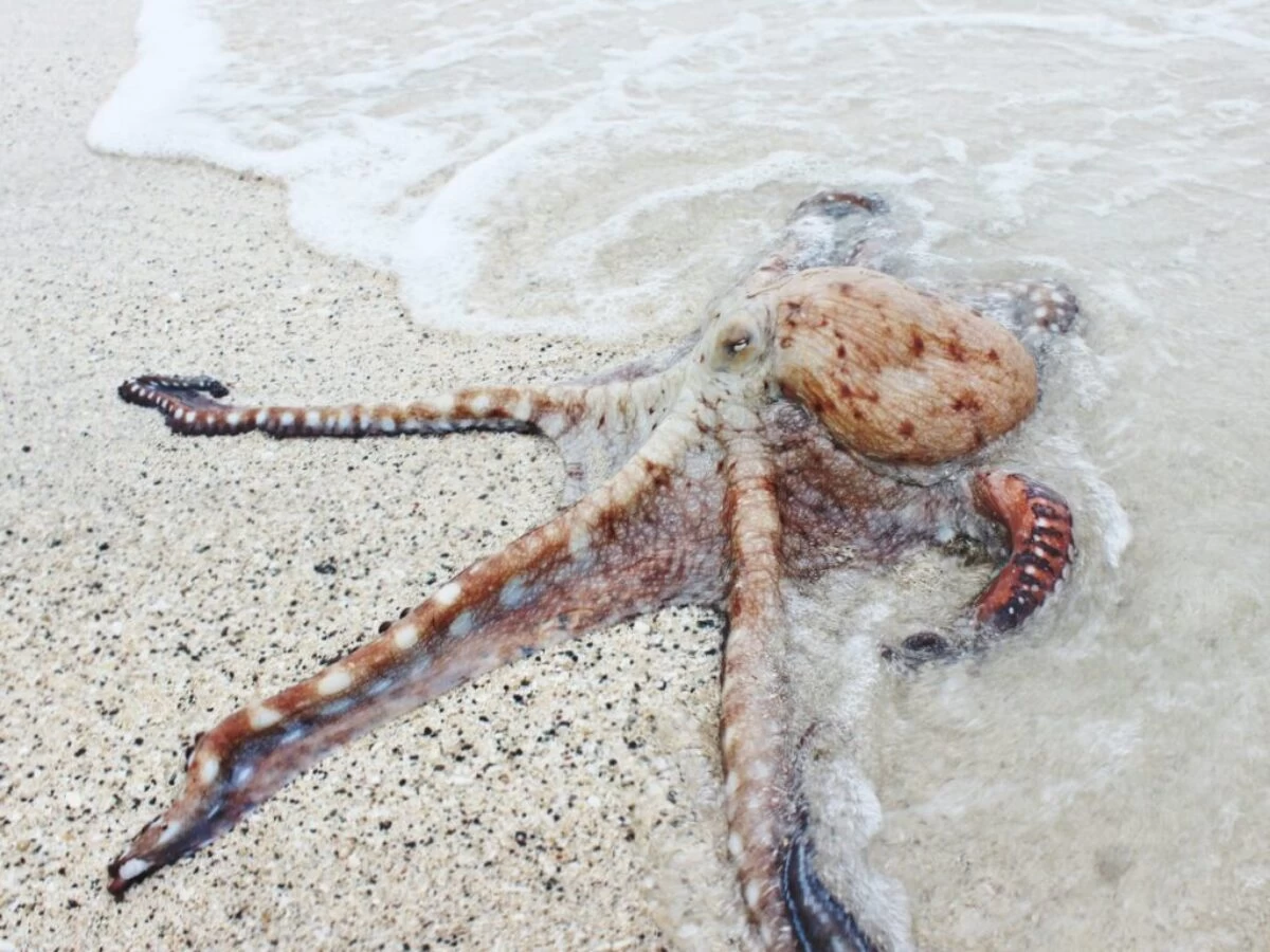 brown octopus on seashore