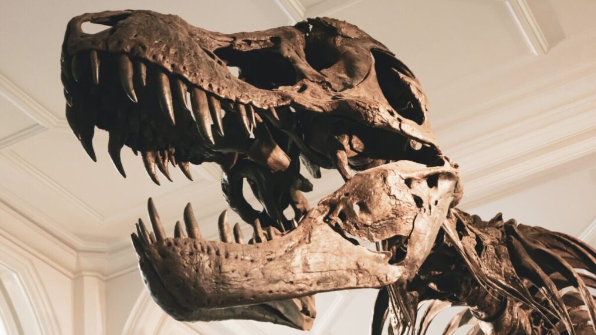 dinosaur skeleton