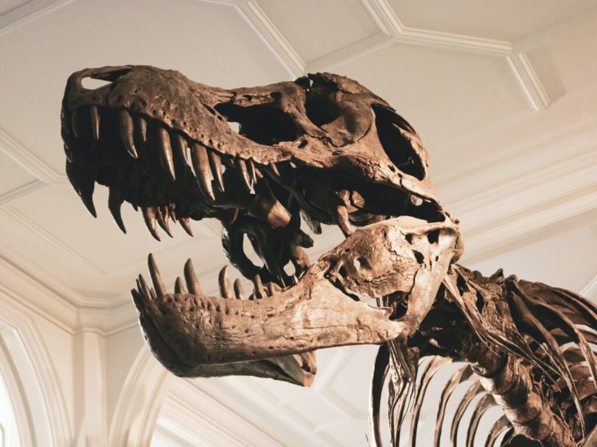 dinosaur skeleton
