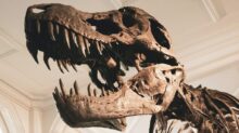 dinosaur skeleton