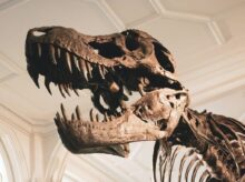 dinosaur skeleton