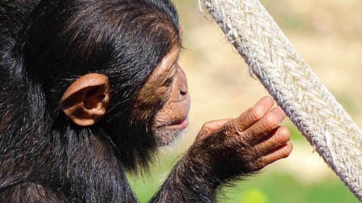 black monkey holding gray rope