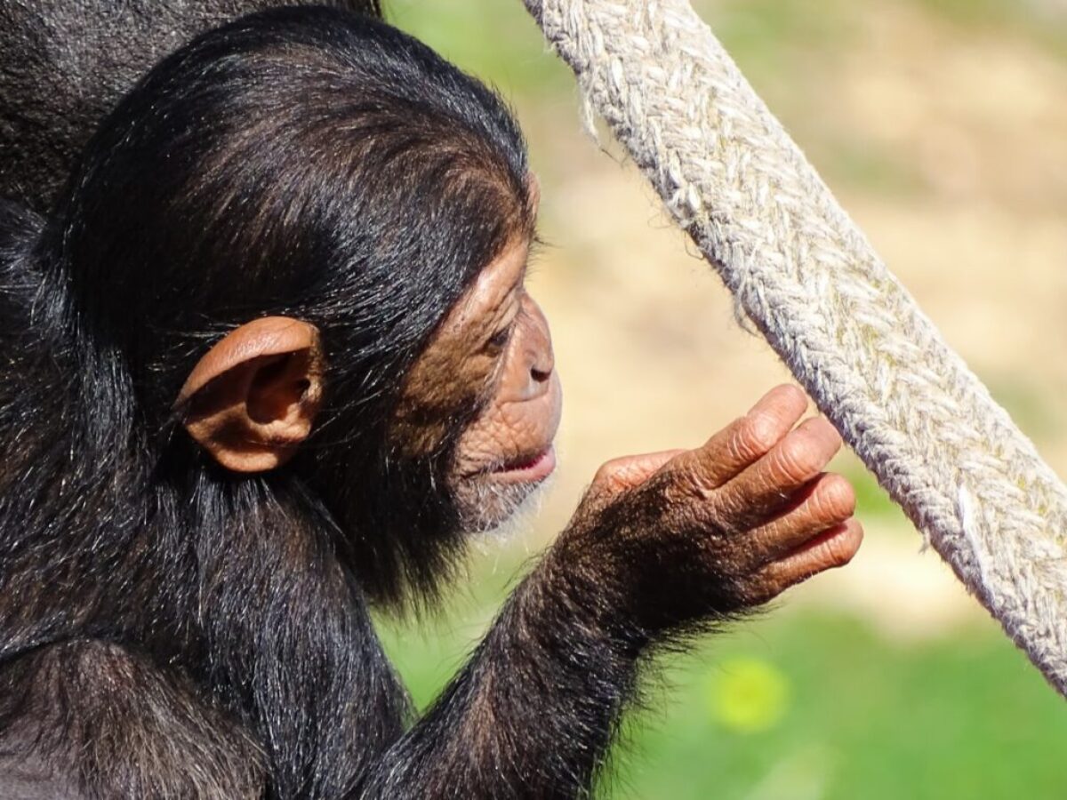 black monkey holding gray rope