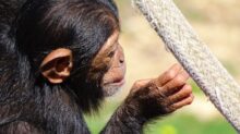 black monkey holding gray rope