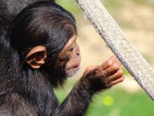 black monkey holding gray rope