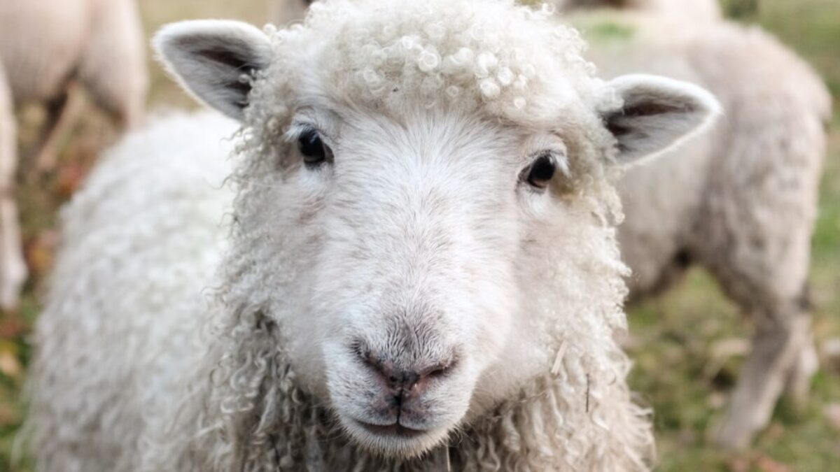 white sheep on green grass during daytime