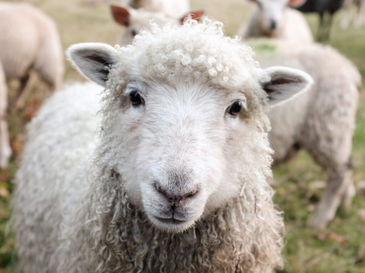 white sheep on green grass during daytime