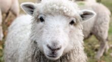 white sheep on green grass during daytime