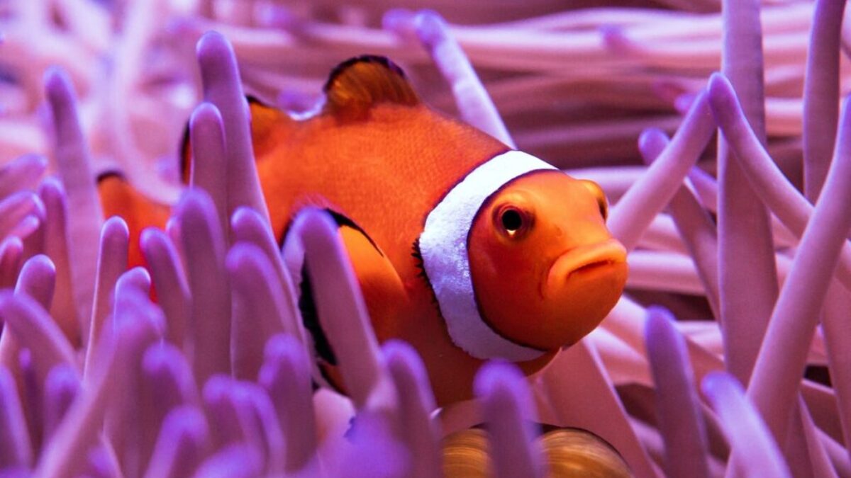 clown fish in purple and white coral reef