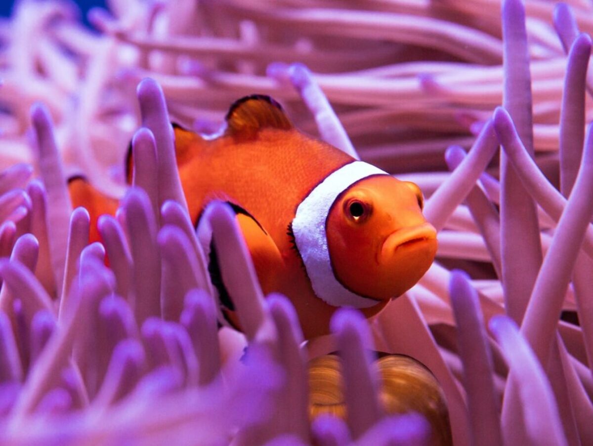clown fish in purple and white coral reef