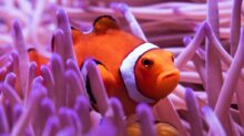 clown fish in purple and white coral reef