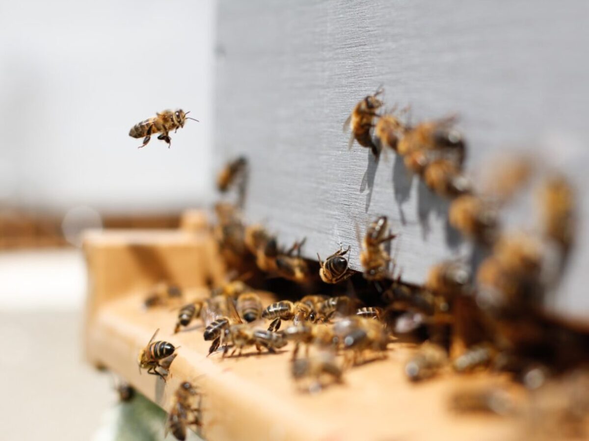 swarm of honey bees