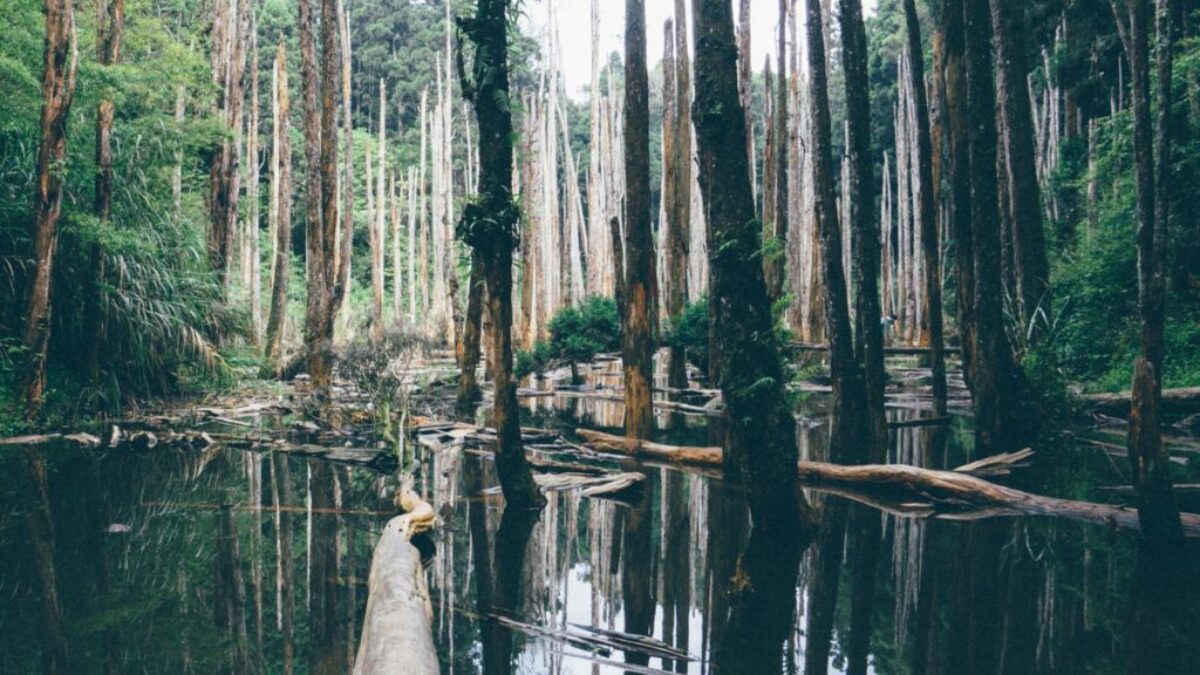 trees on body of water