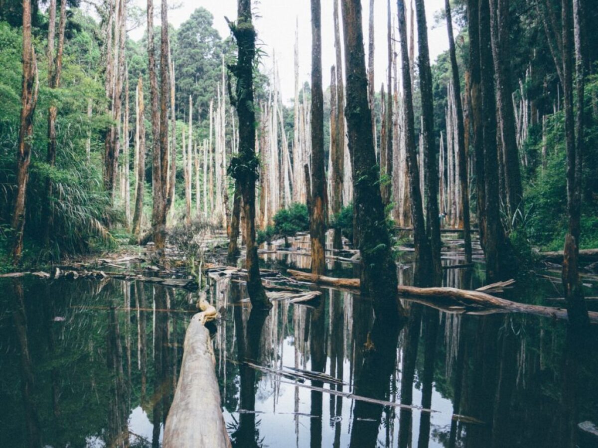 trees on body of water