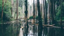 trees on body of water