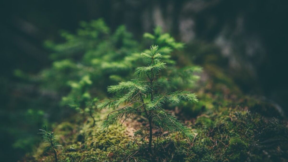 selective photography of green leaf plant