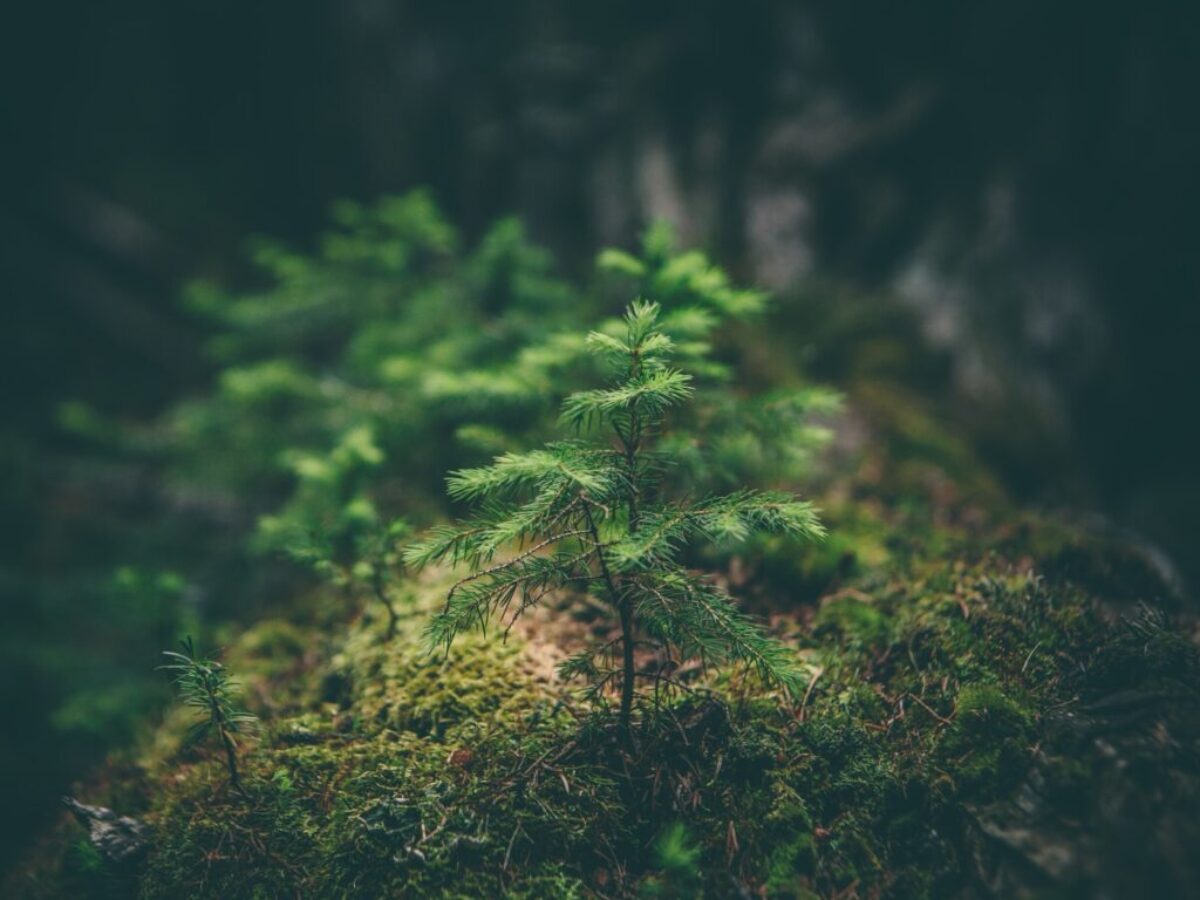 selective photography of green leaf plant