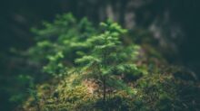 selective photography of green leaf plant
