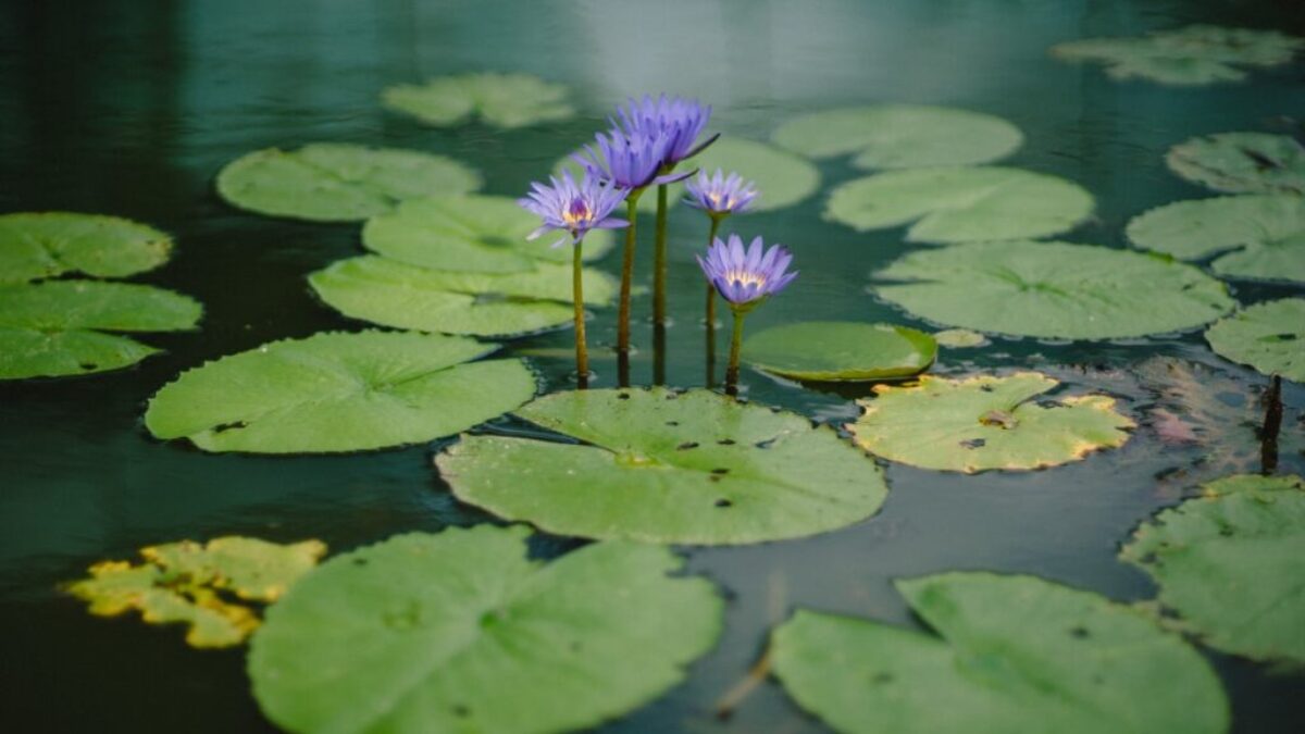 photography of purple petaled flower near body of water during daytime