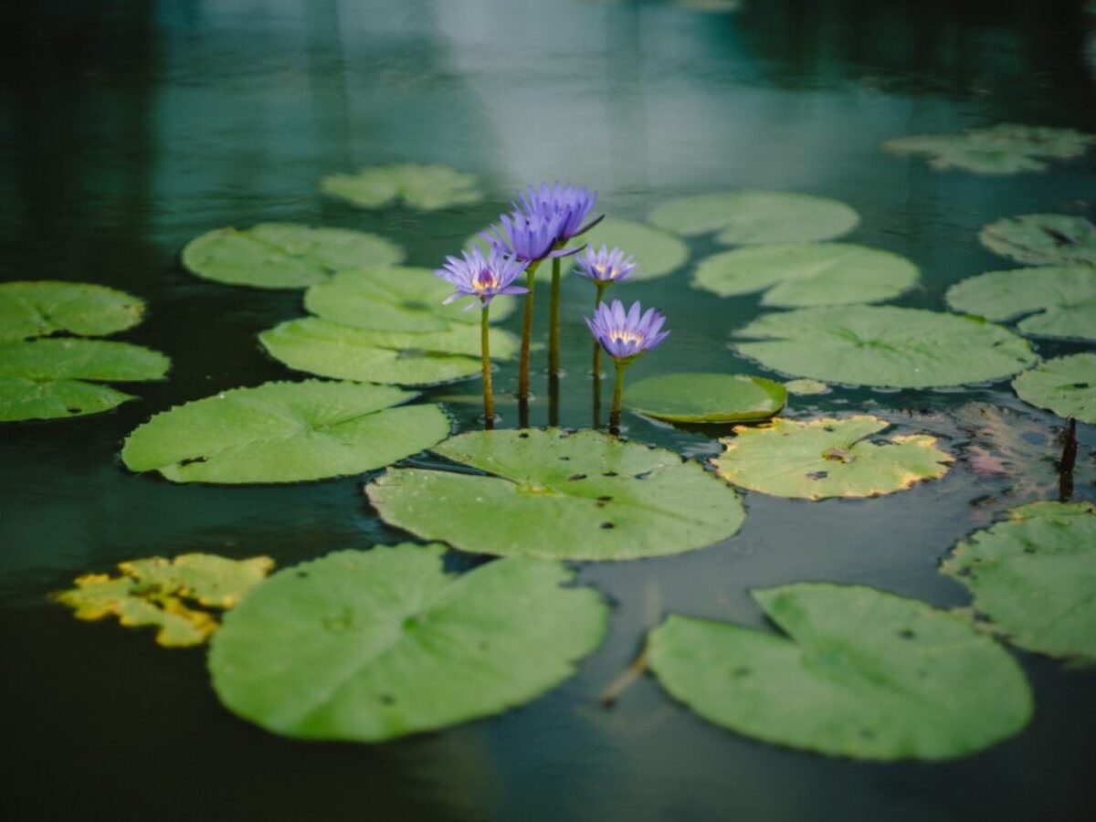 photography of purple petaled flower near body of water during daytime